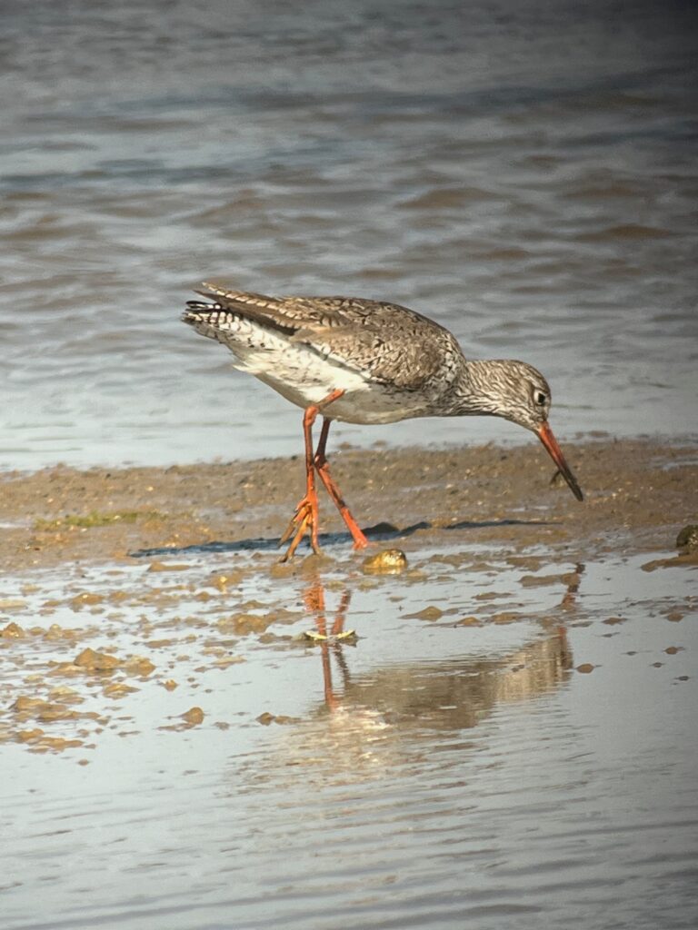 Chat from the Chair Sept 25: Dot