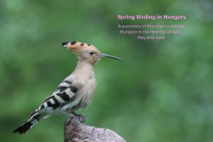 Hoopoe - Roberta Goodall