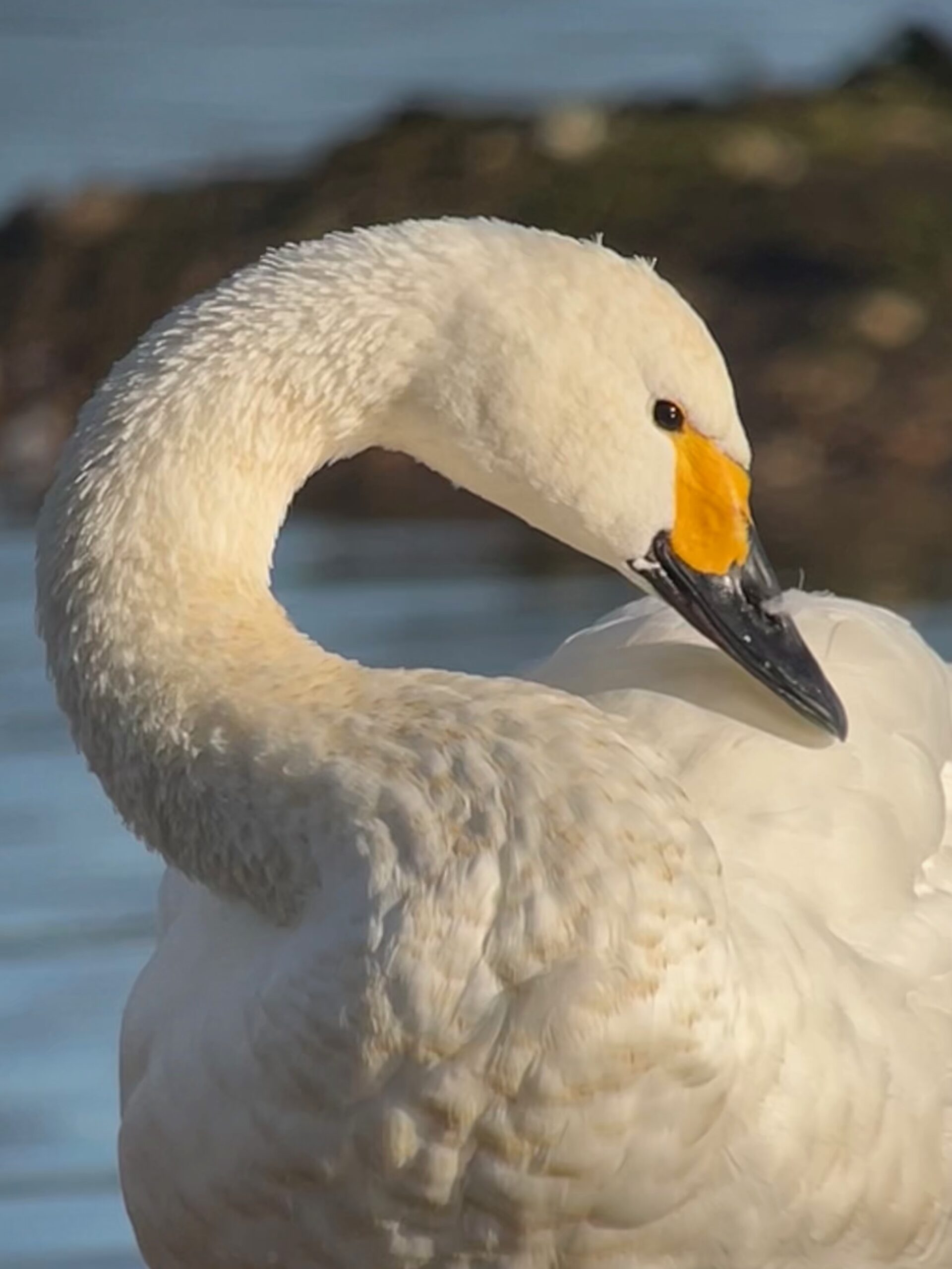 Bewick Swan