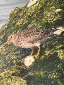 Purple Sandpiper